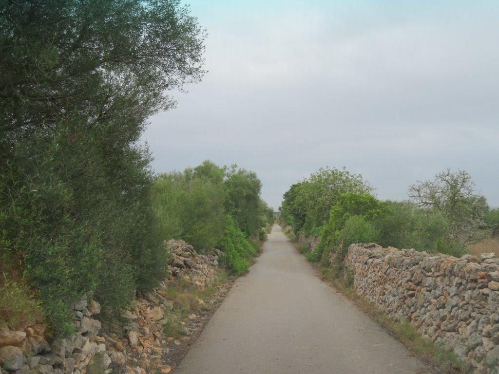 Baumbestandener Weg zum Grundstück