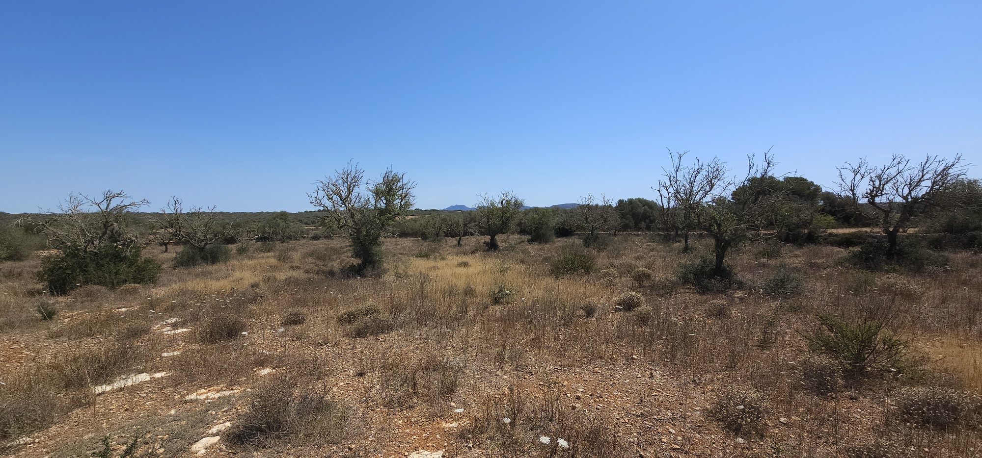 Das eigene Land bei Ses Salines — Olivenhaine, Mandelbäume und Trockensteinmauern